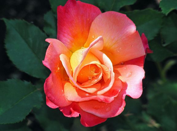 Granada photo gra2013_06130029_zps575c9f4b.jpg